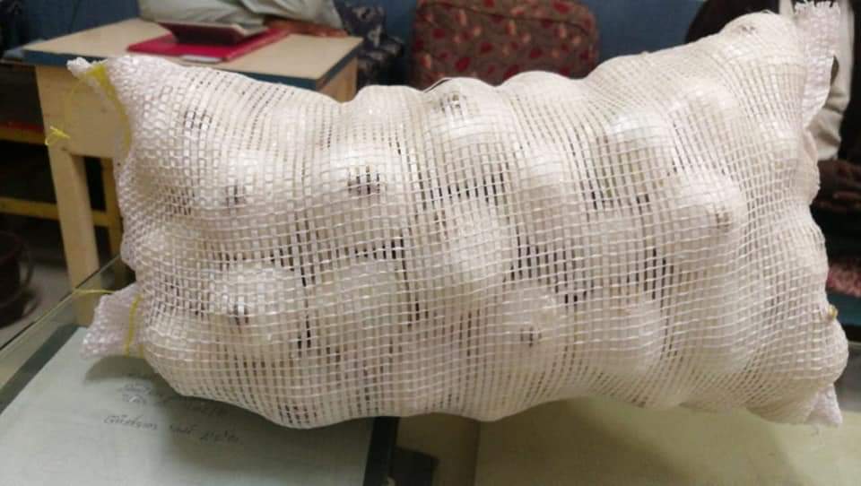 Fresh White Onion gallery image 2