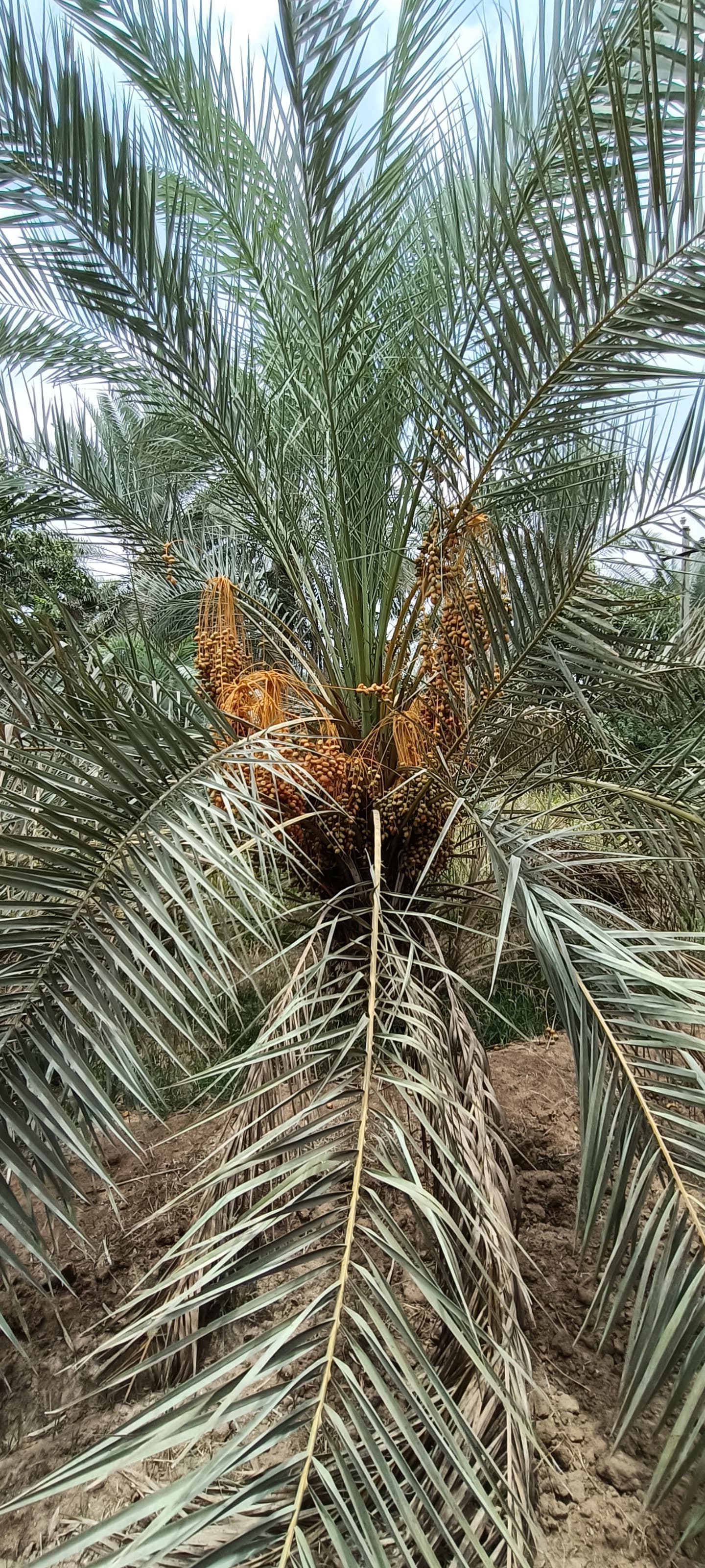 Fresh Kutch Dates gallery image 6