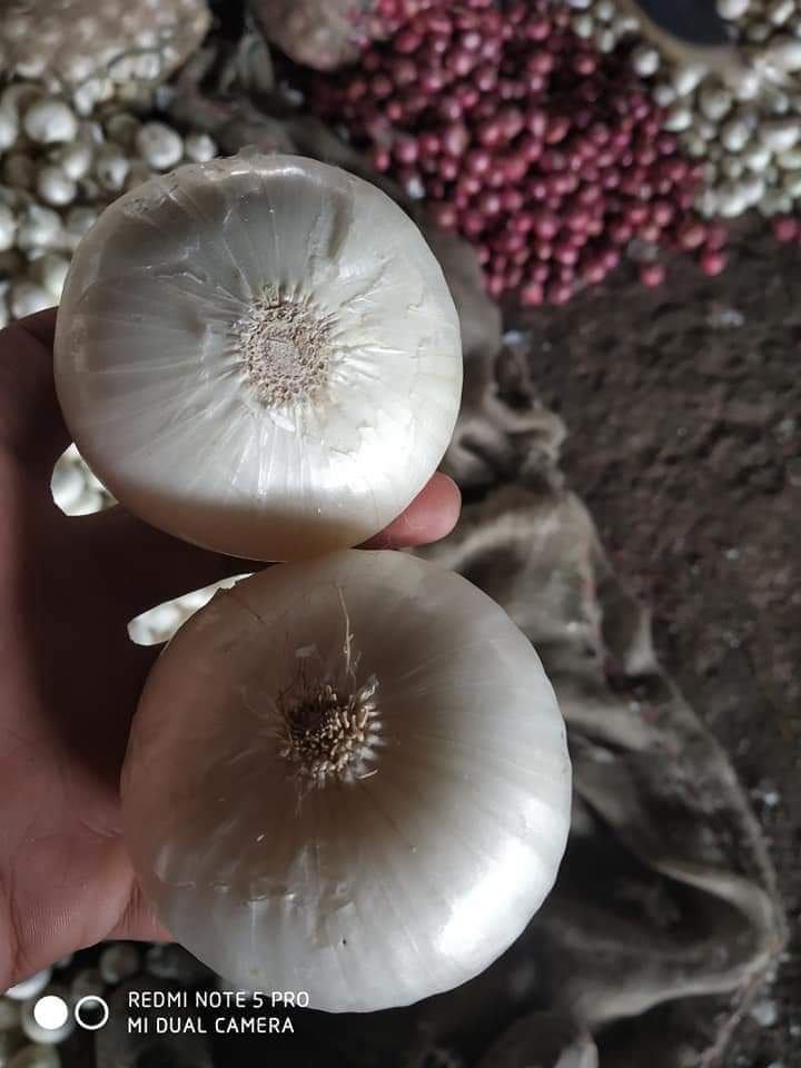 Fresh White Onion gallery image 3