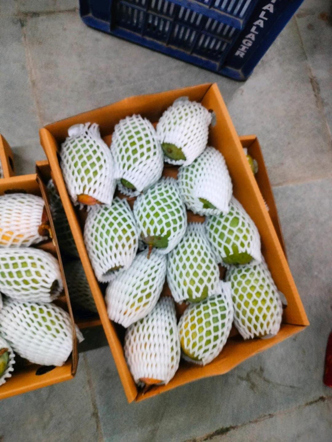 Gir Keshar Mango gallery image 21