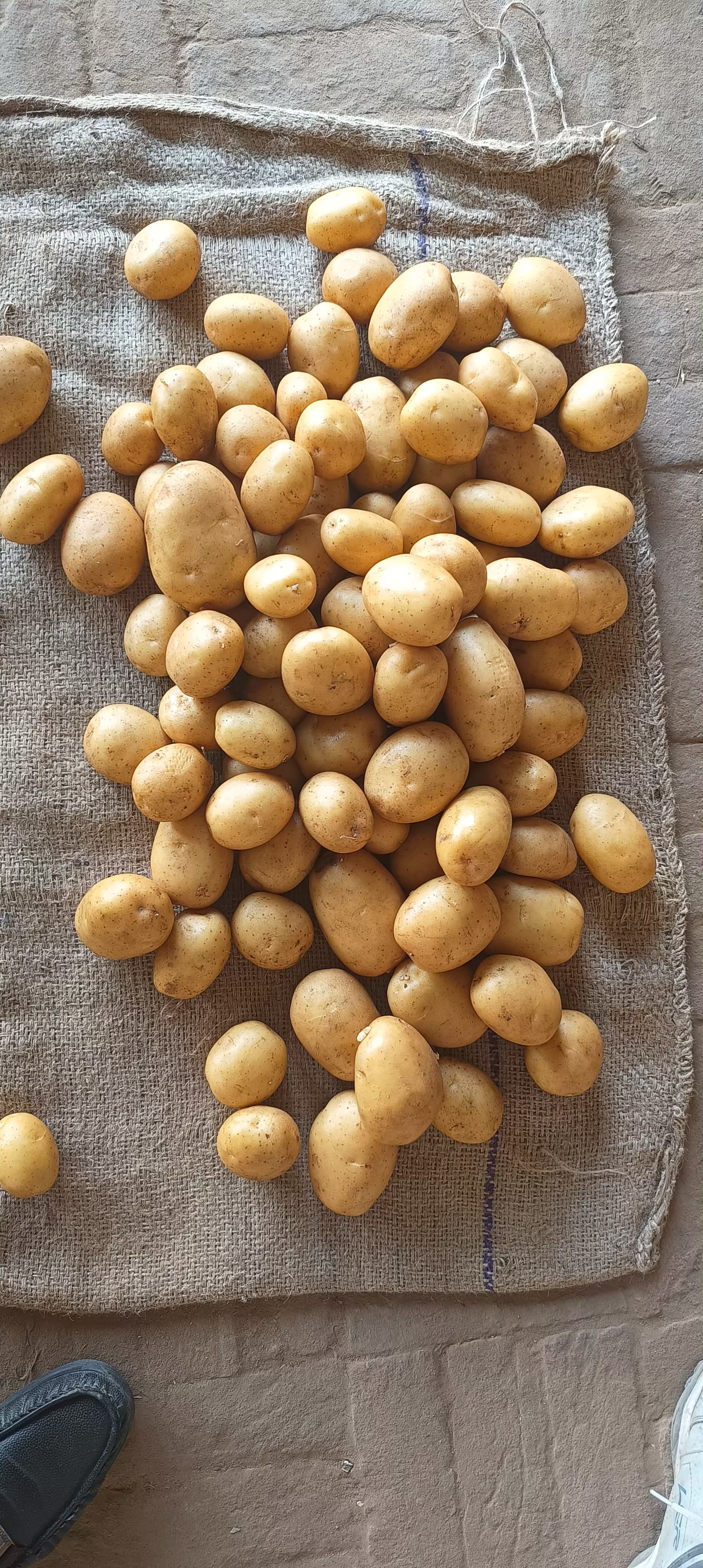 Fresh Potato gallery image 10