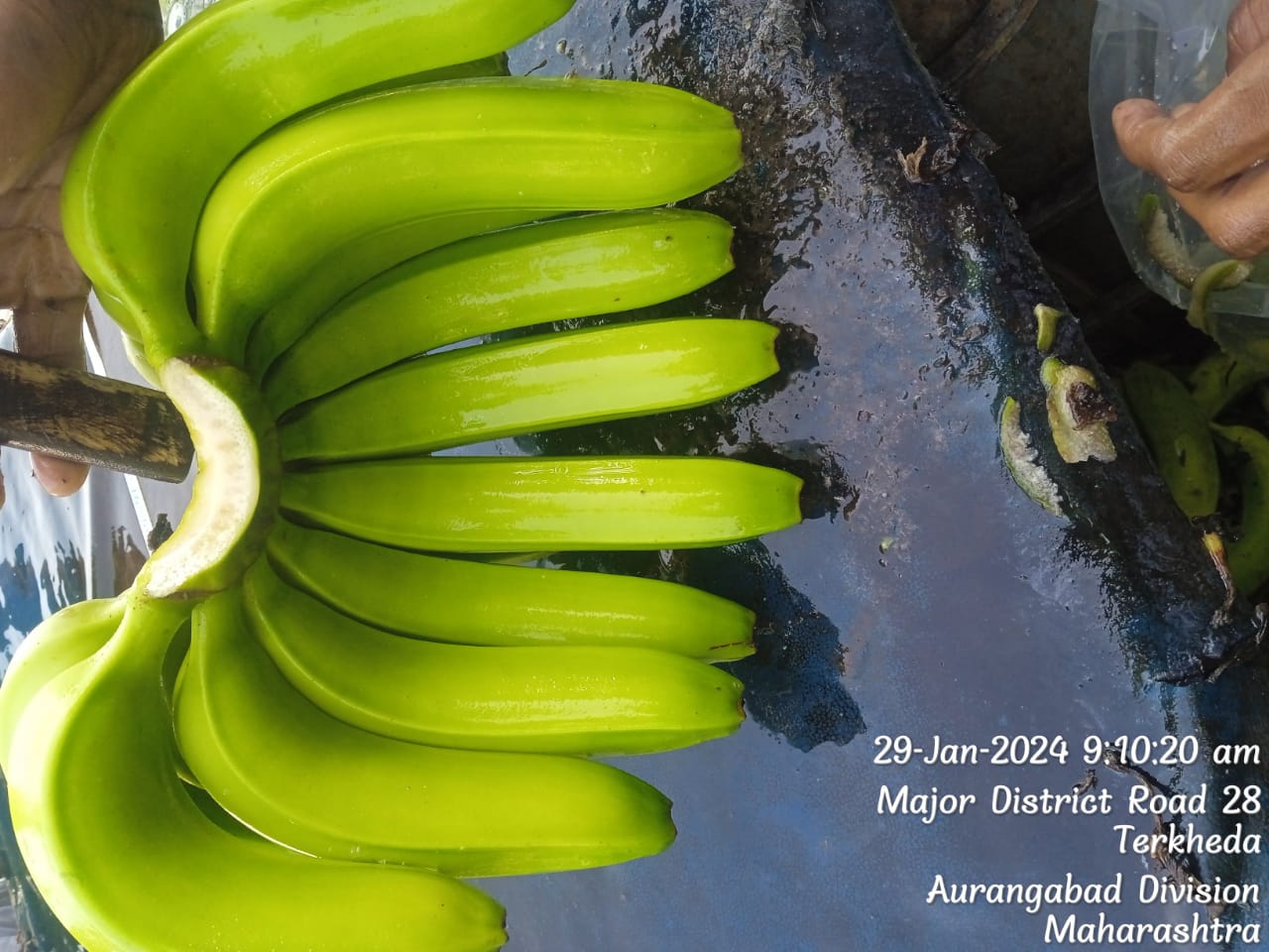 Fresh Banana G9 Cavendish gallery image 6