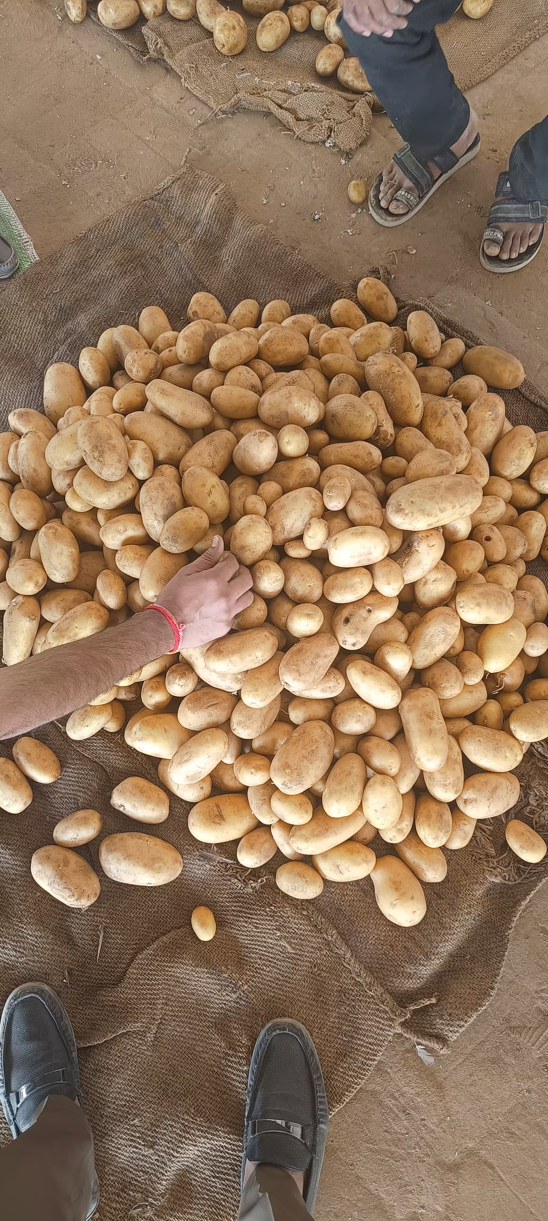 Fresh Potato gallery image 4