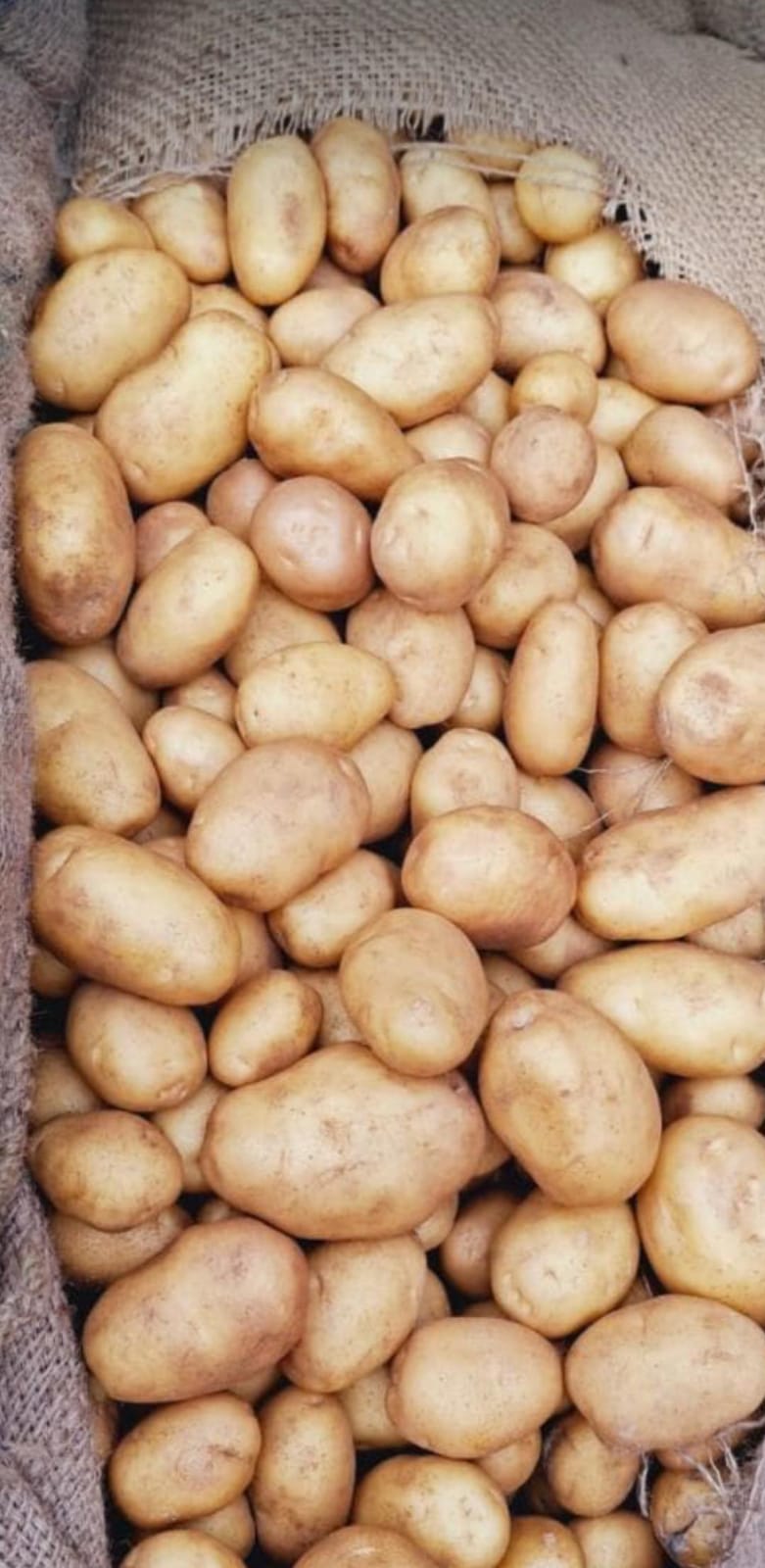 Fresh Potato gallery image 21