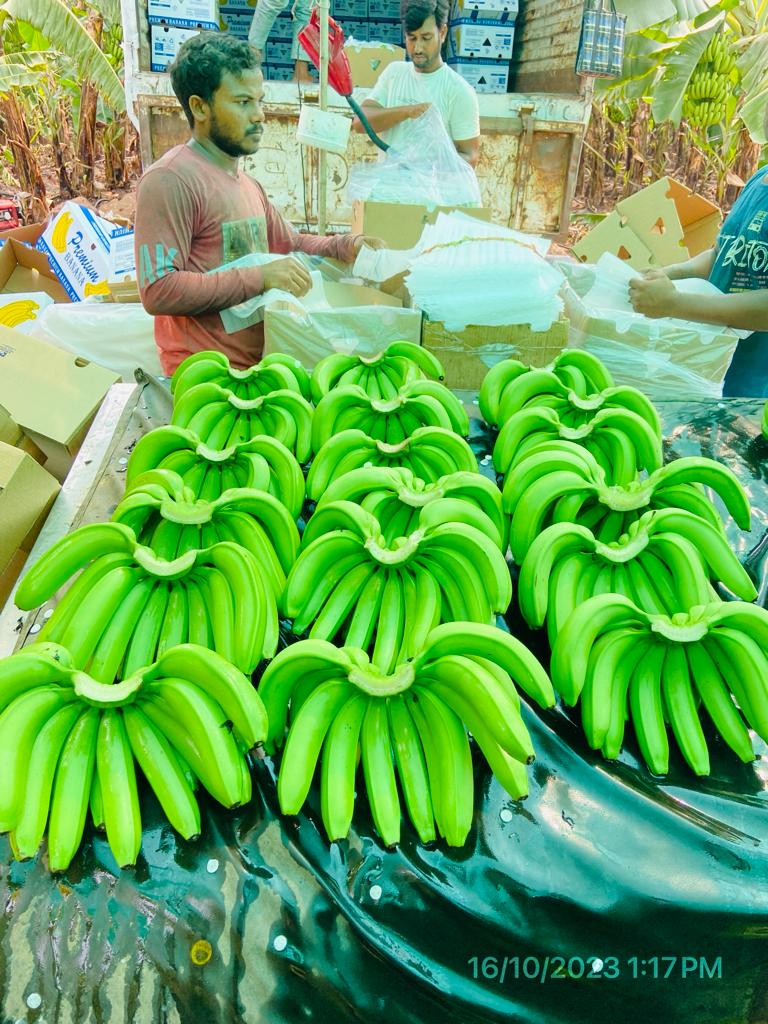 Fresh Banana G9 Cavendish gallery image 14