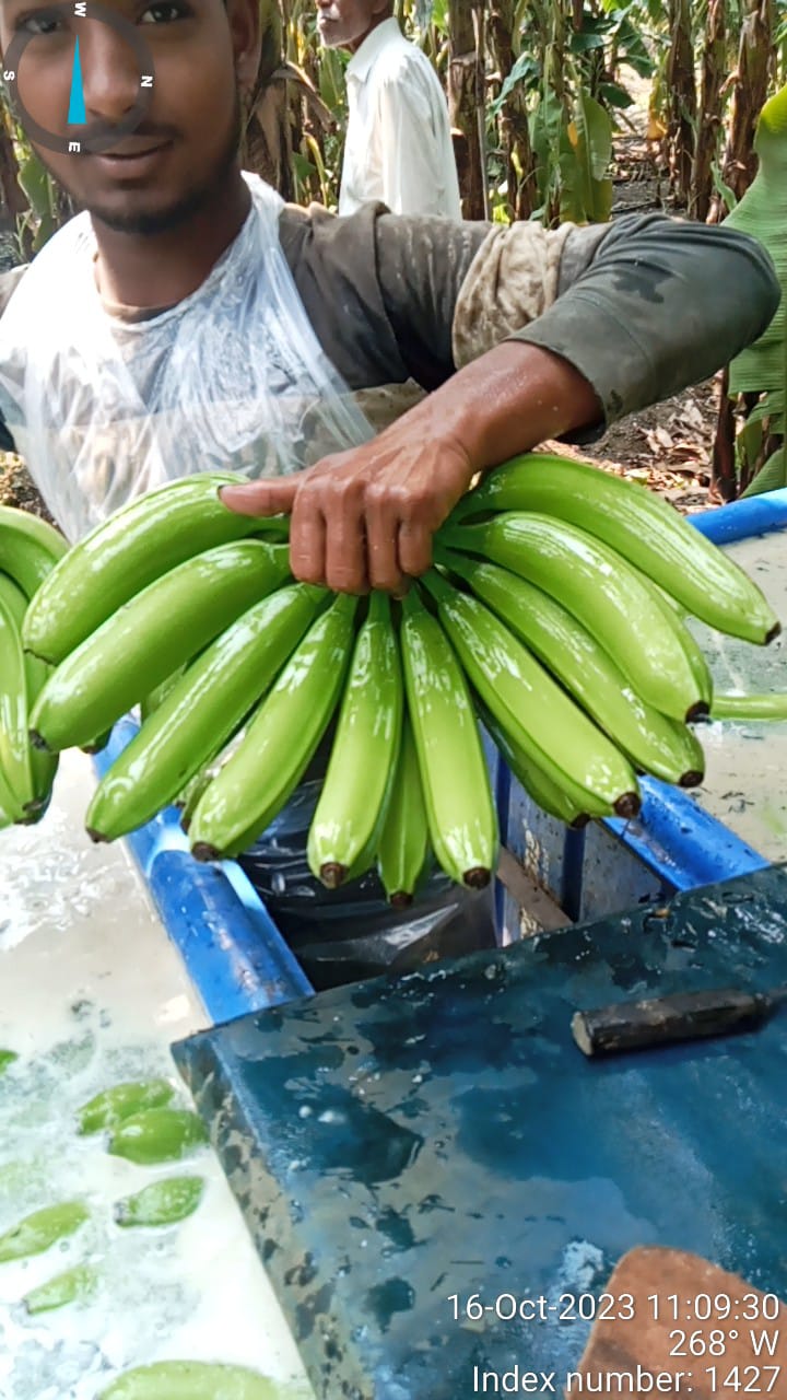 Fresh Banana G9 Cavendish gallery image 27