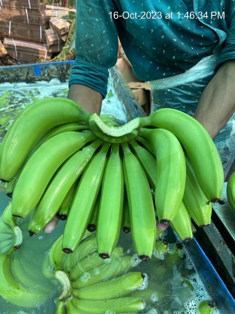 Fresh Banana G9 Cavendish gallery image 20