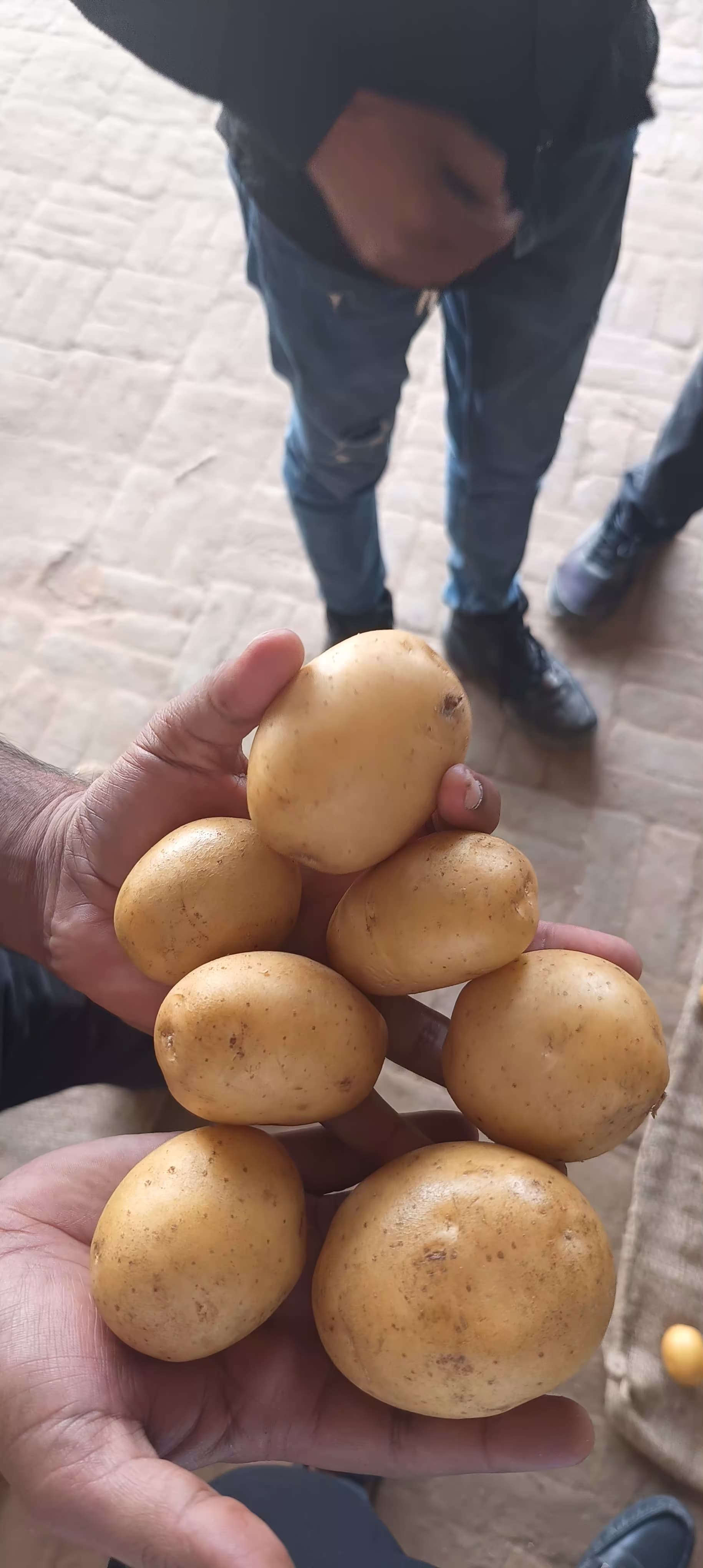Fresh Potato gallery image 13