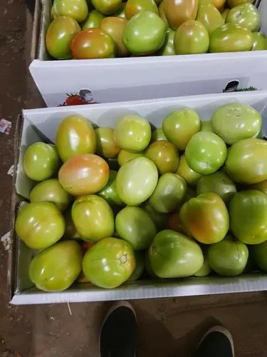 Fresh Tomato gallery image 2