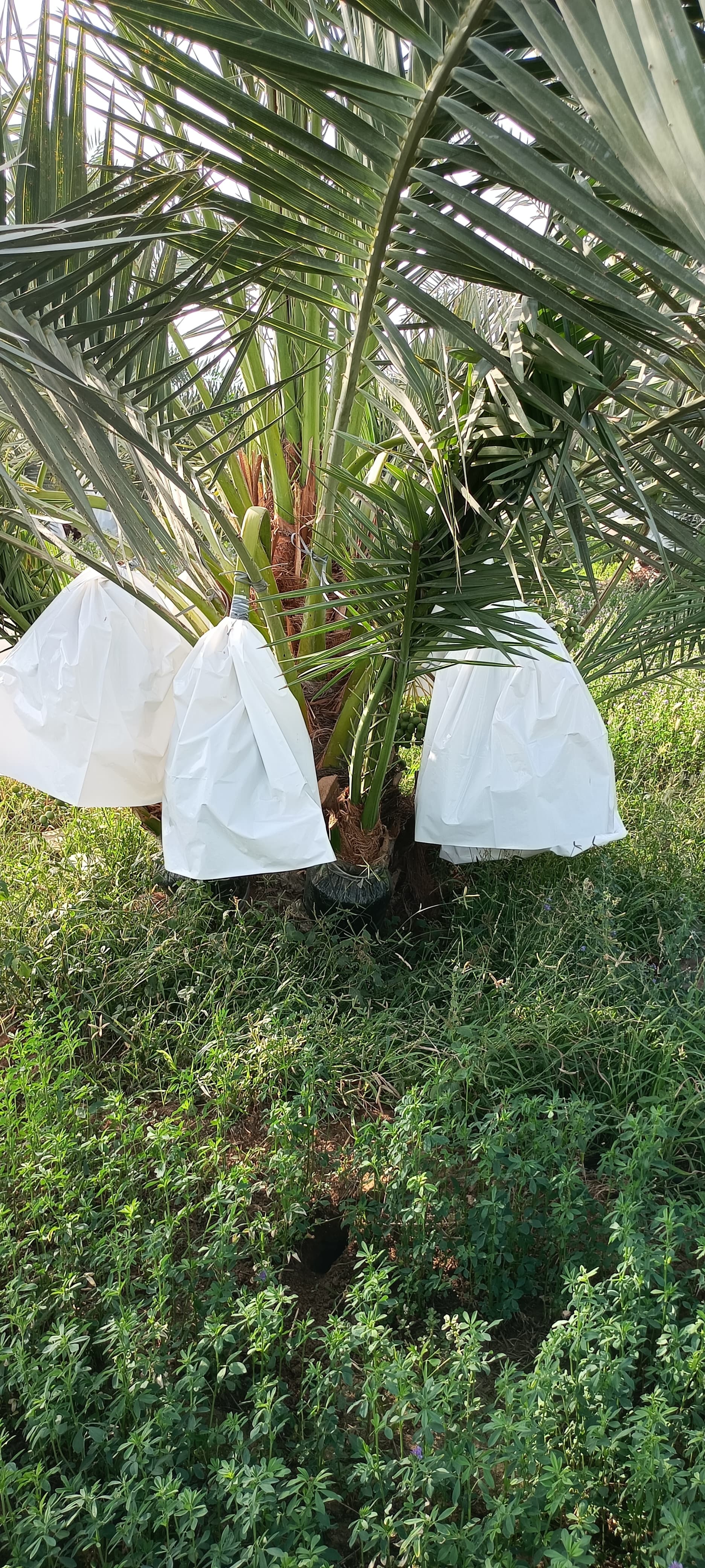 Fresh Kutch Dates gallery image 7