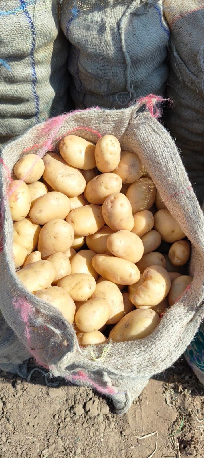 Fresh Potato gallery image 32