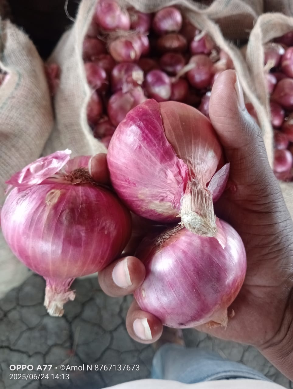 Fresh Red Onion gallery image 4