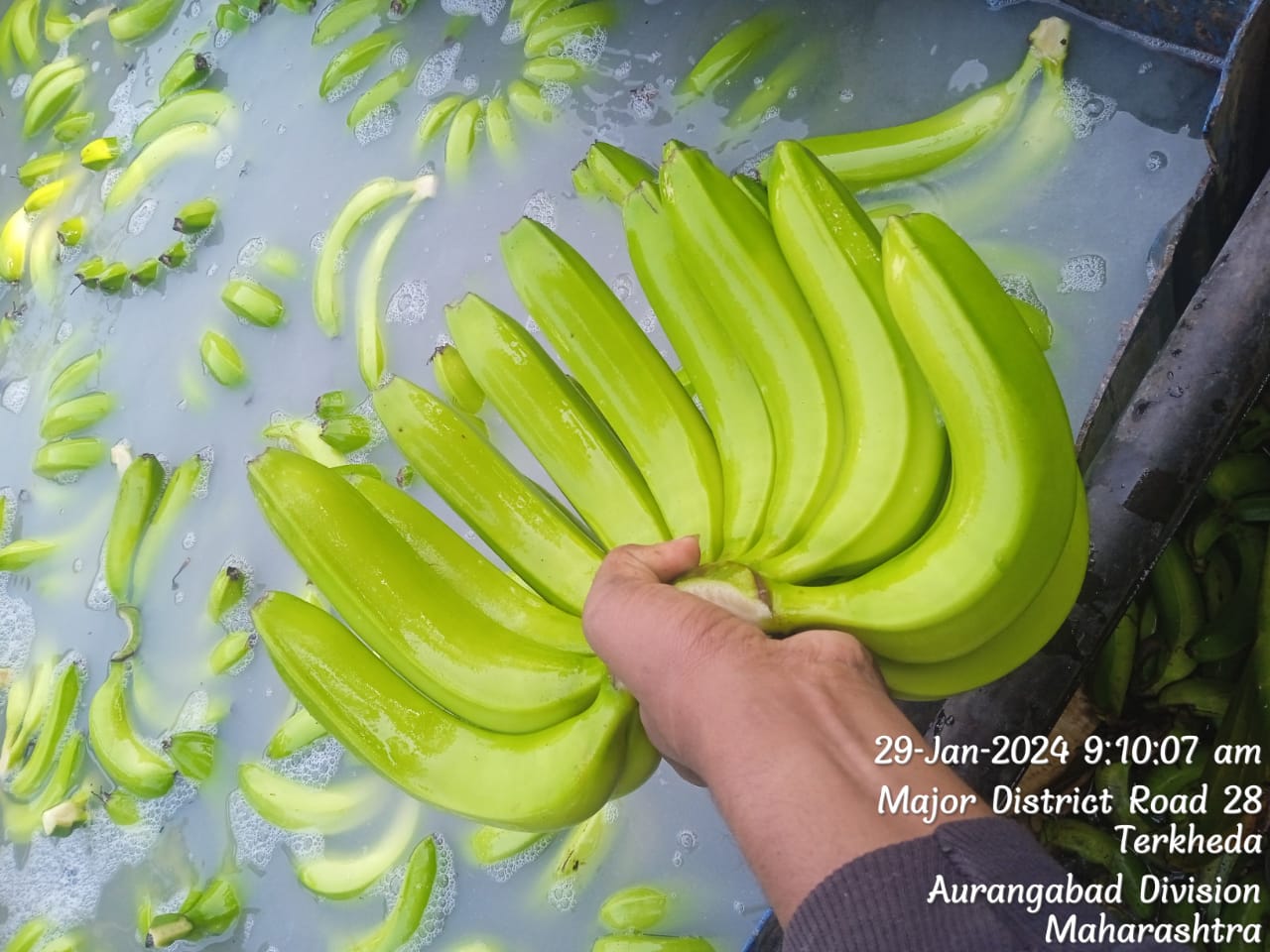 Fresh Banana G9 Cavendish gallery image 17