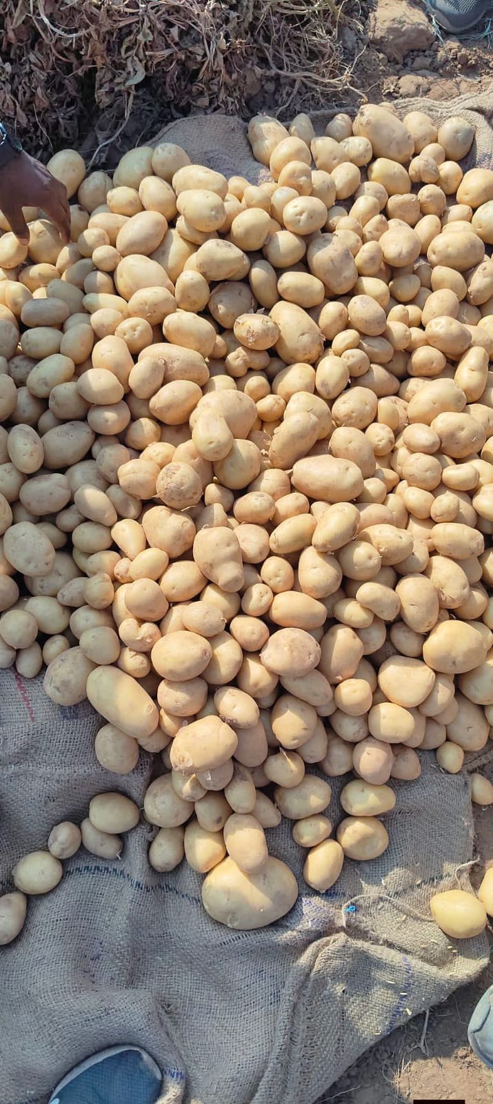 Fresh Potato gallery image 17