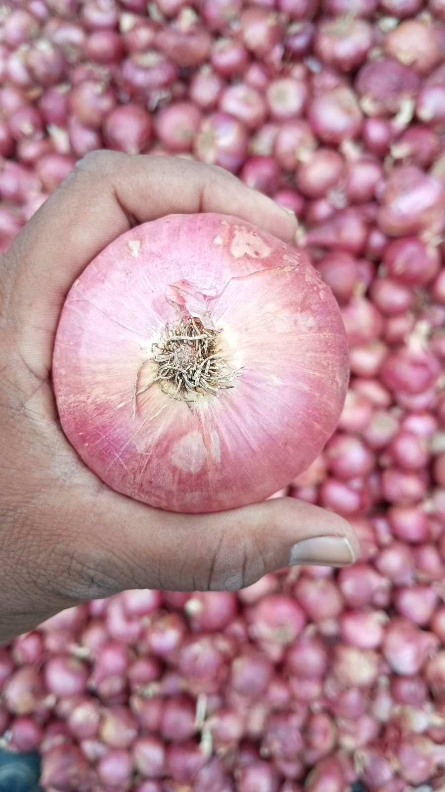 Fresh Red Onion gallery image 13