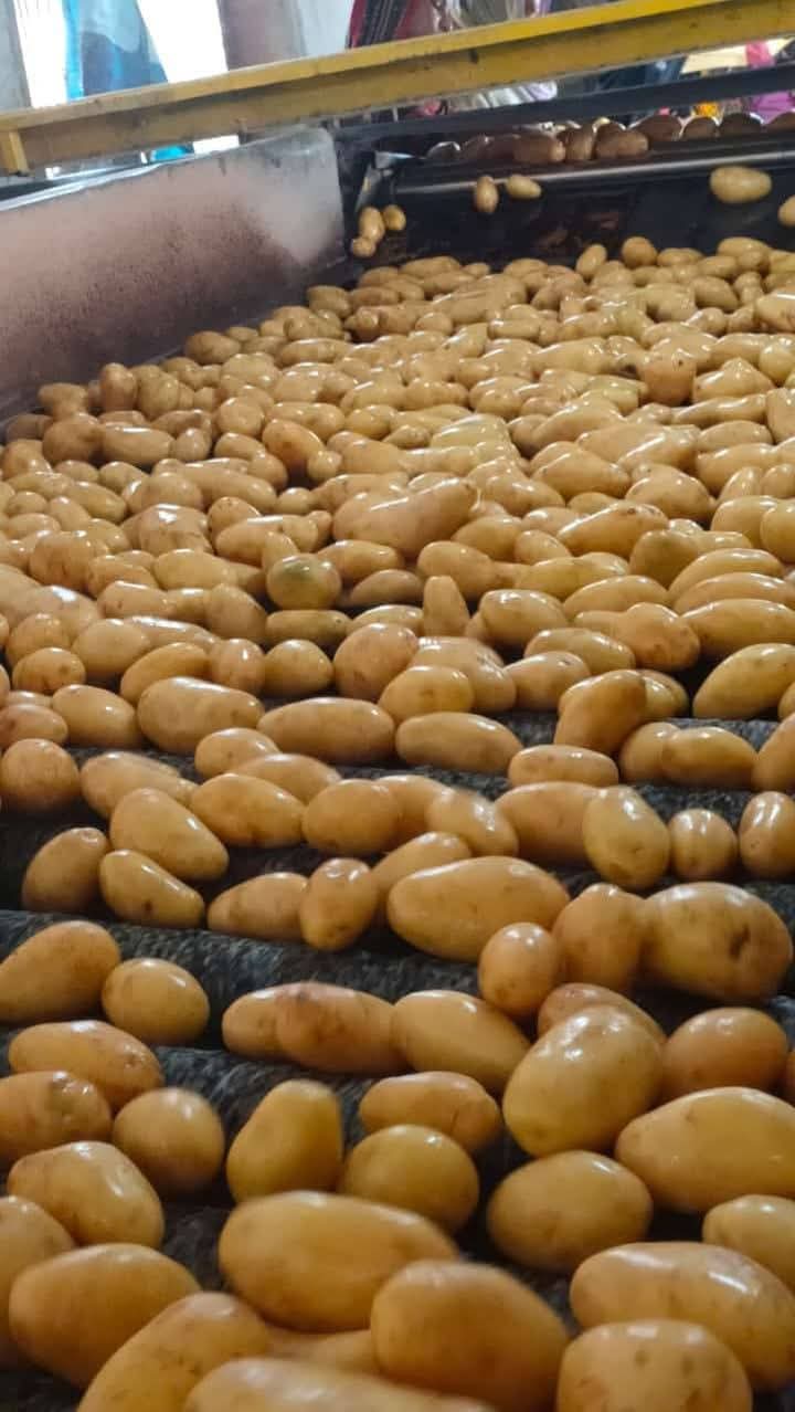 Fresh Potato gallery image 22