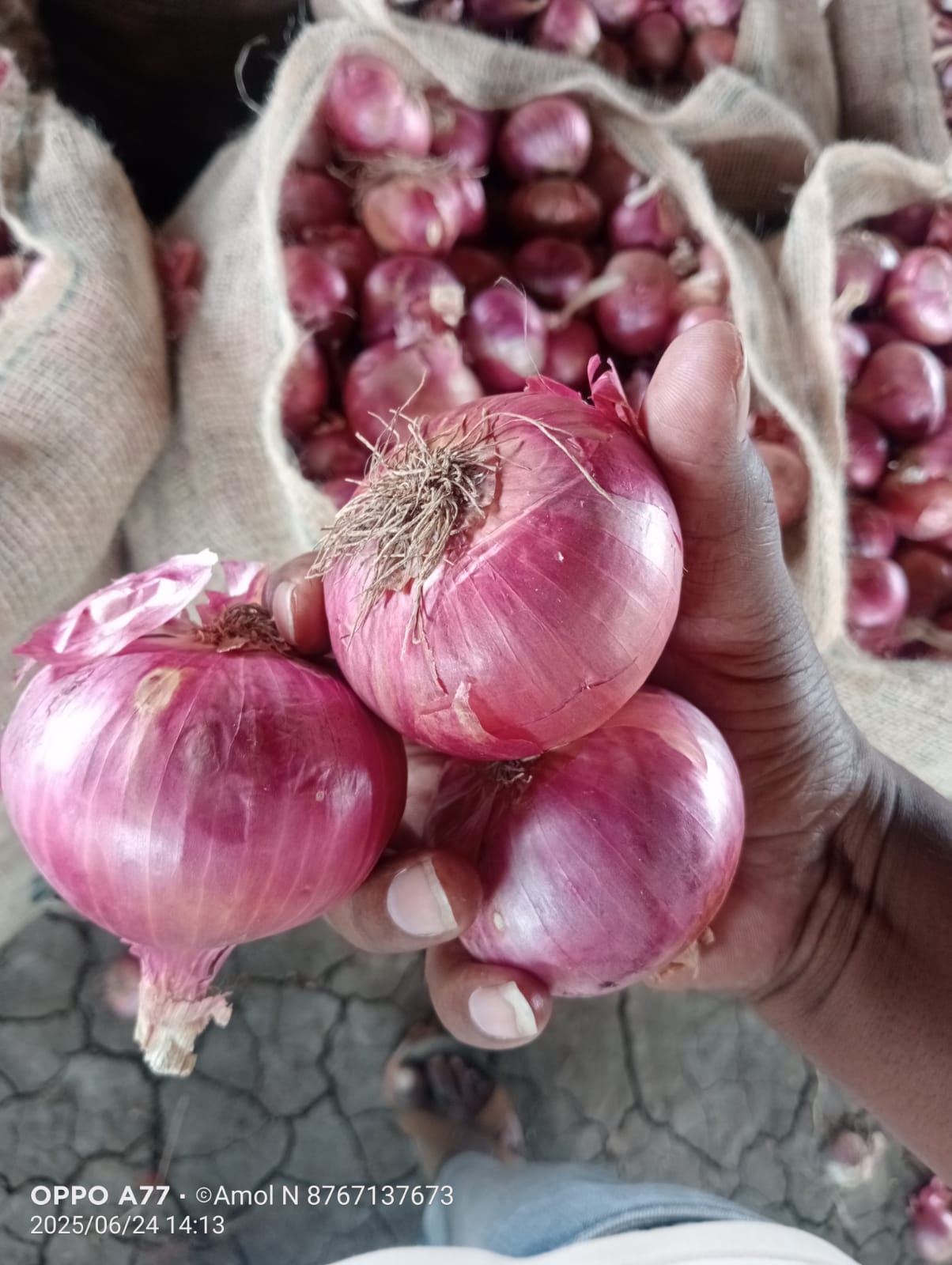 Fresh Red Onion gallery image 5