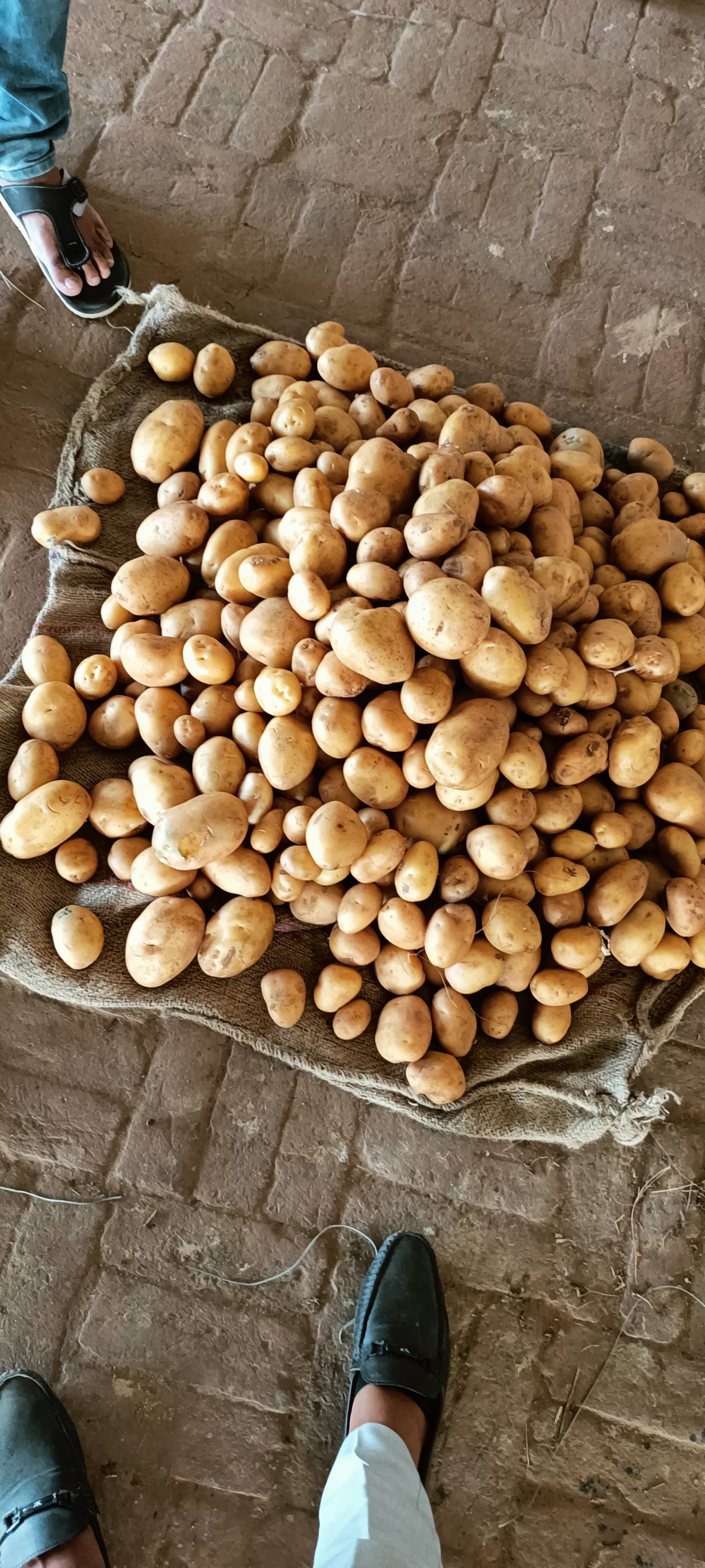 Fresh Potato gallery image 47