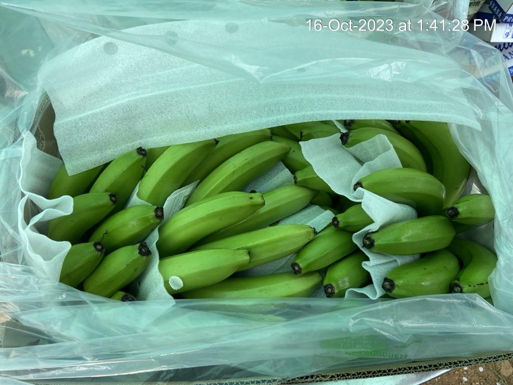 Fresh Banana G9 Cavendish gallery image 18