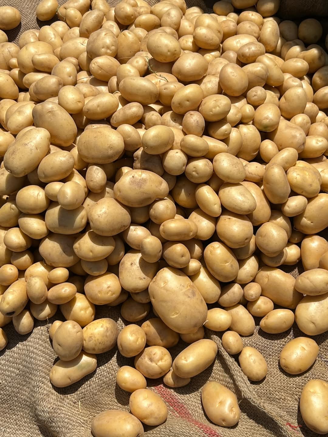 Fresh Potato gallery image 19