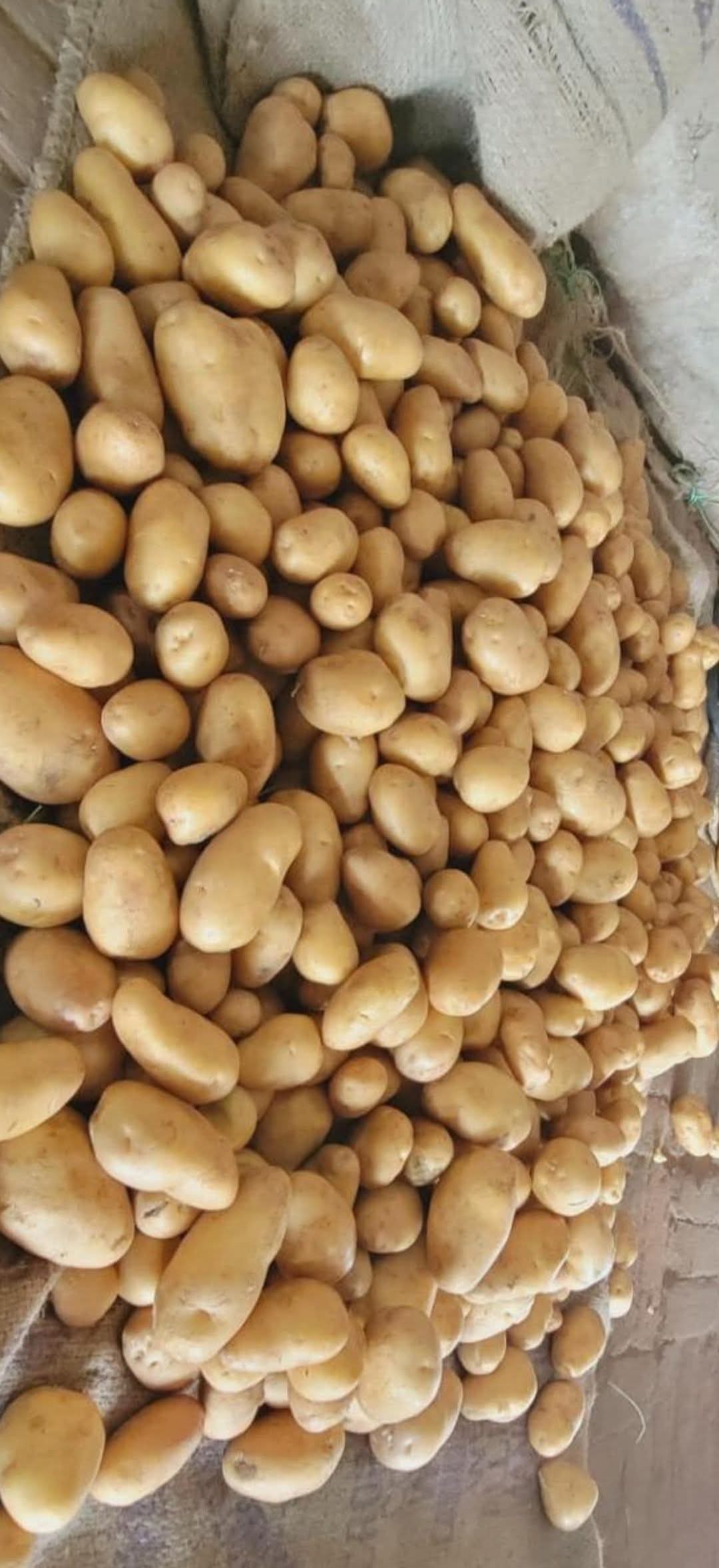 Fresh Potato gallery image 37