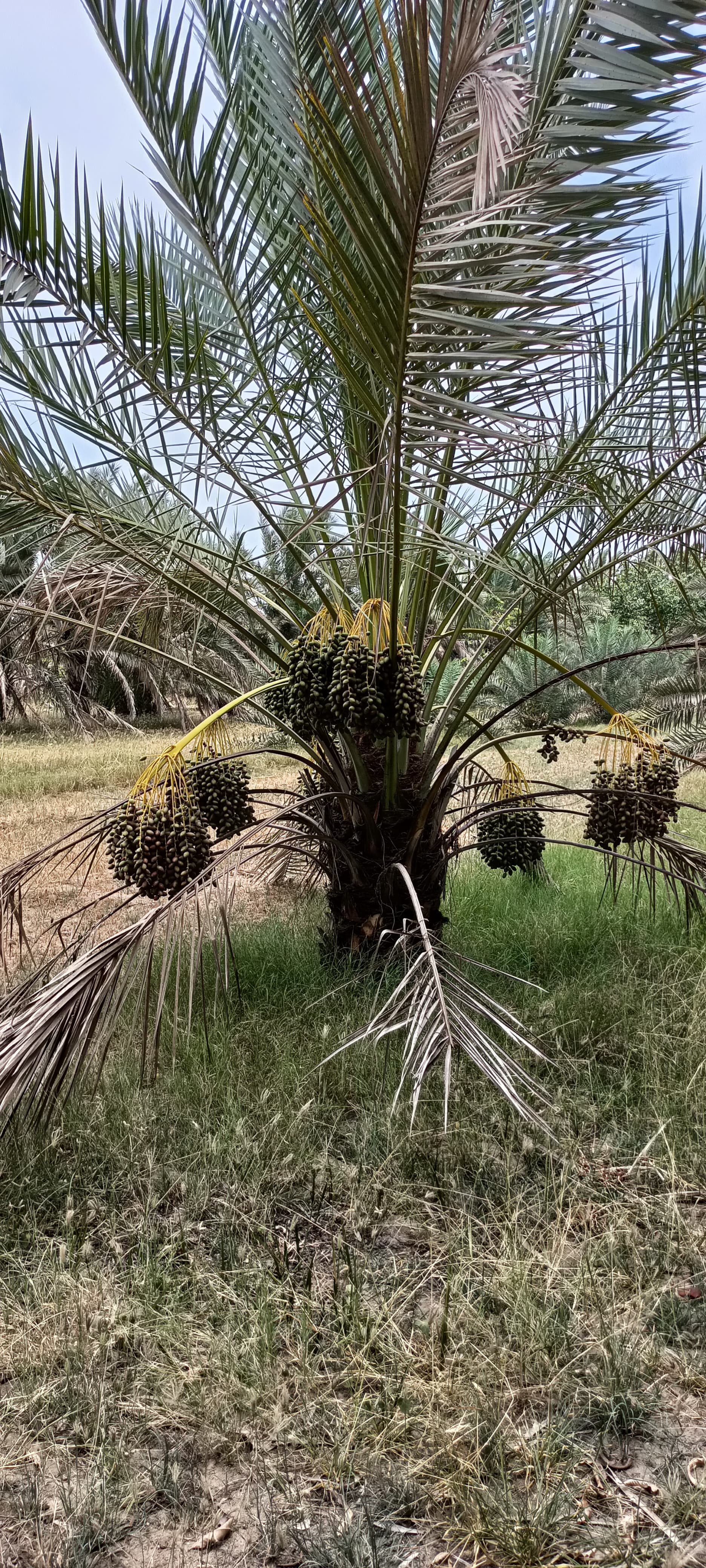 Fresh Kutch Dates gallery image 14