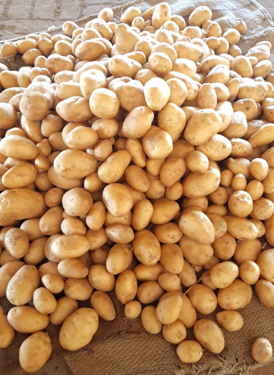 Fresh Potato gallery image 35