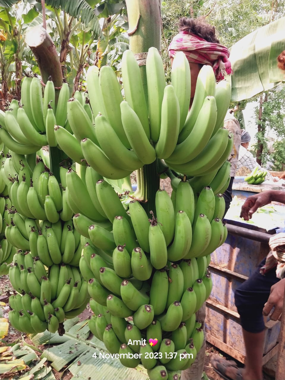 Fresh Banana G9 Cavendish gallery image 22