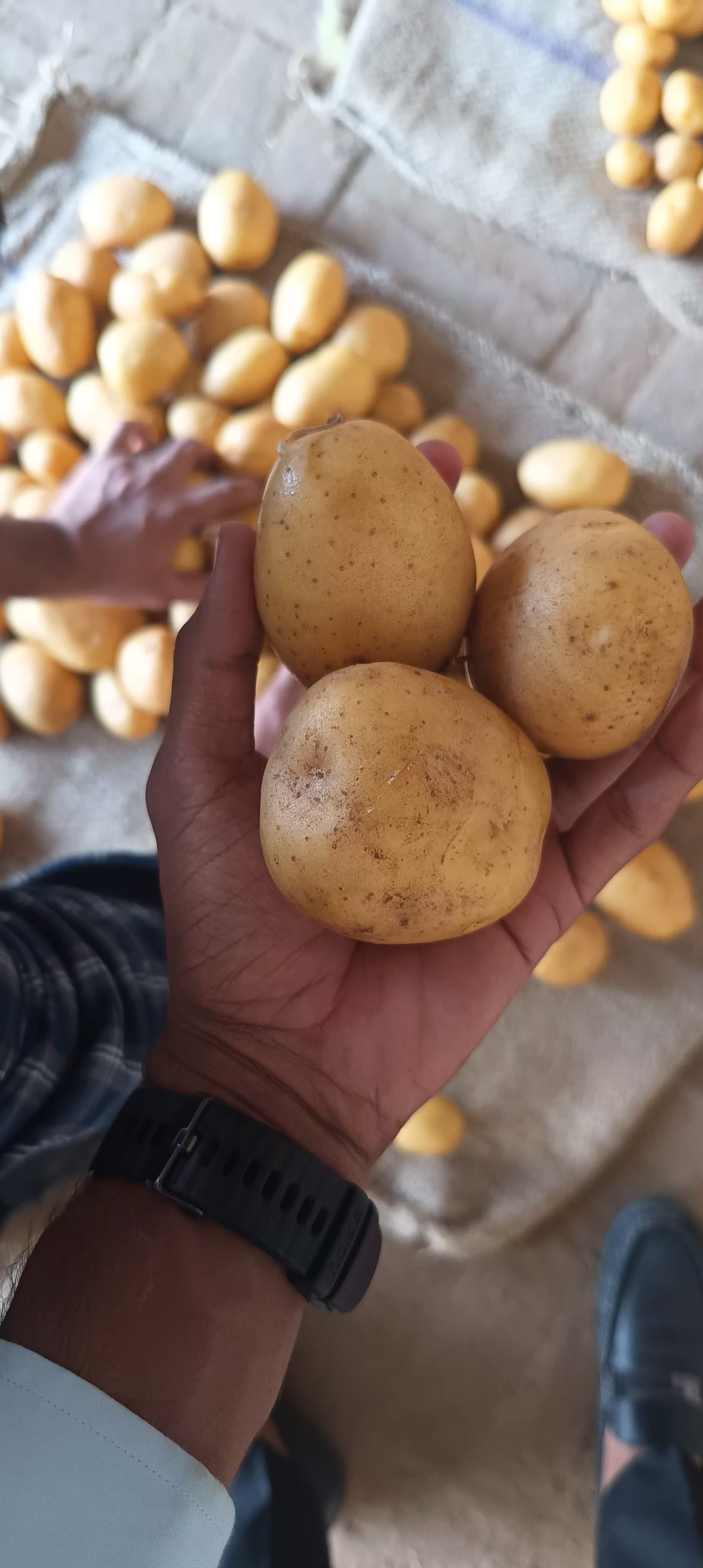 Fresh Potato