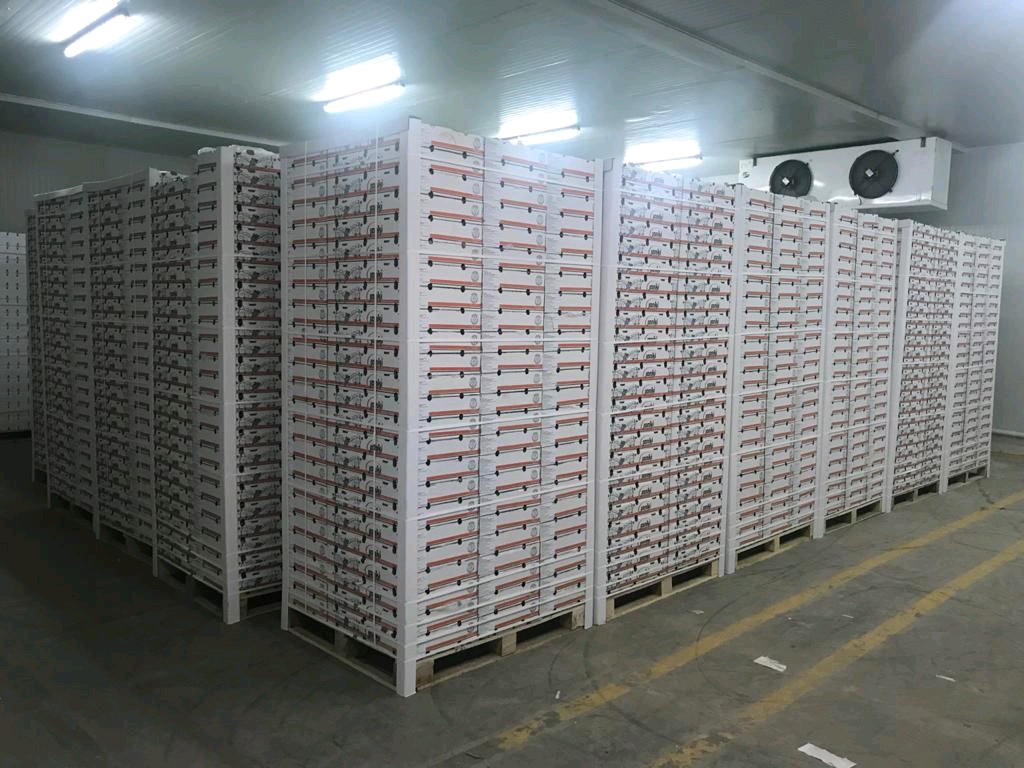 Fresh Grapes gallery image 19