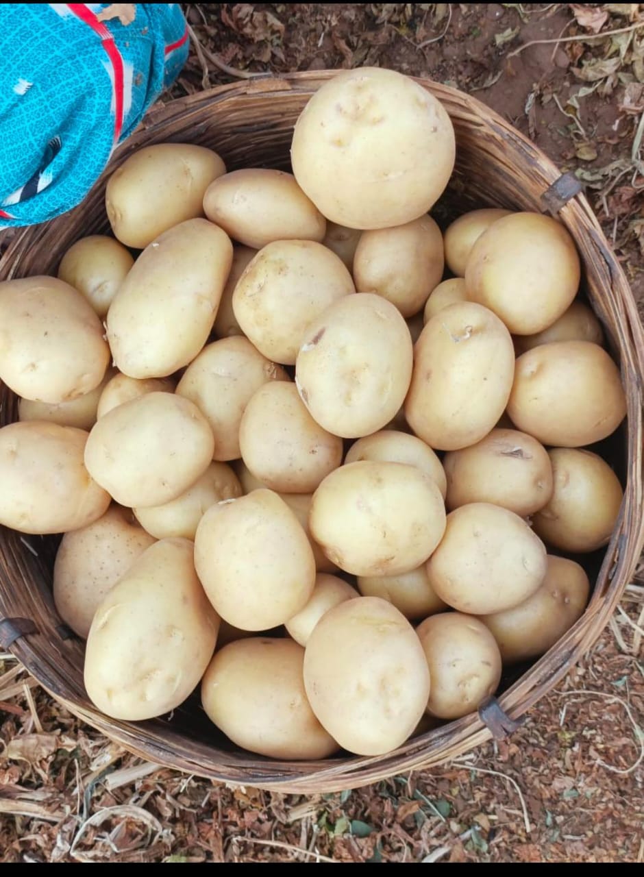 Fresh Potato gallery image 23