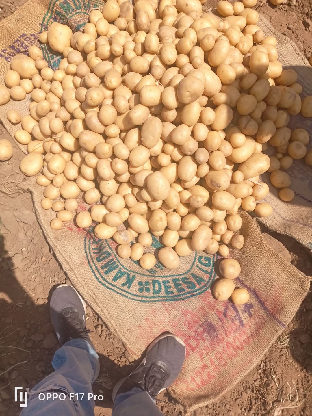 Fresh Potato gallery image 18