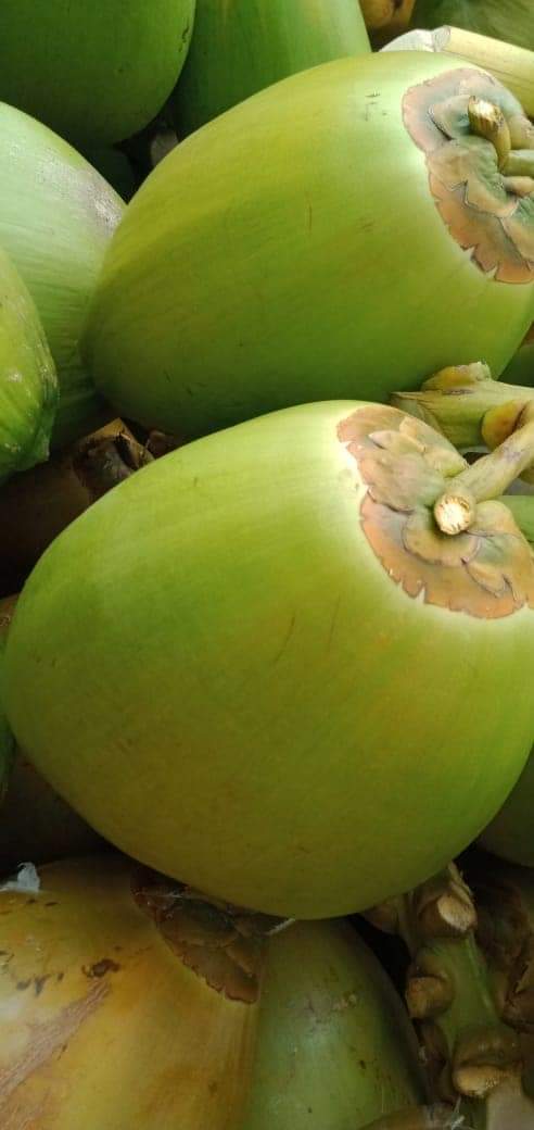 Fresh Tender Coconut gallery image 6