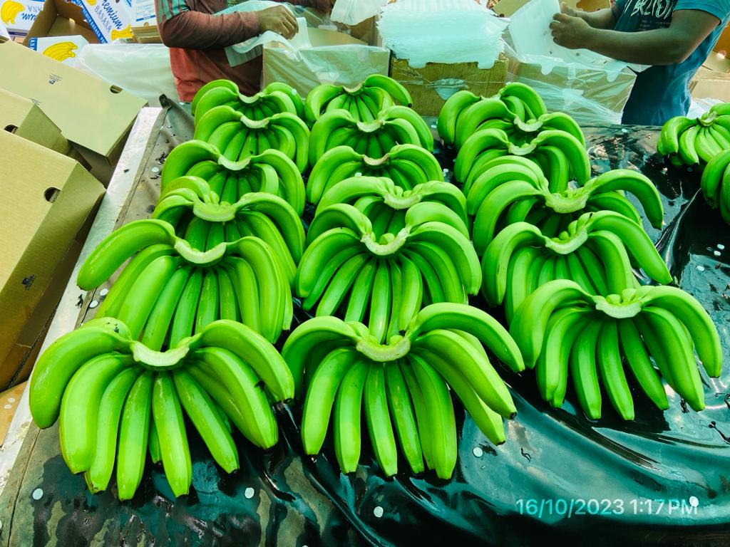 Fresh Banana G9 Cavendish gallery image 7