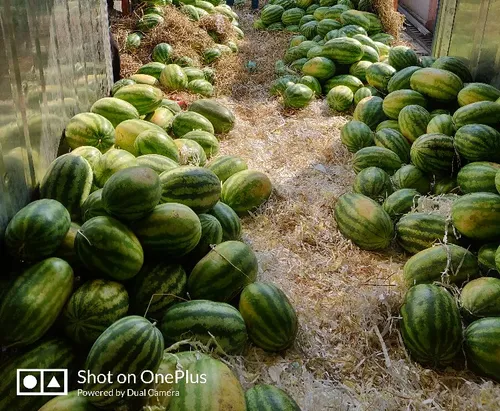 Watermelon