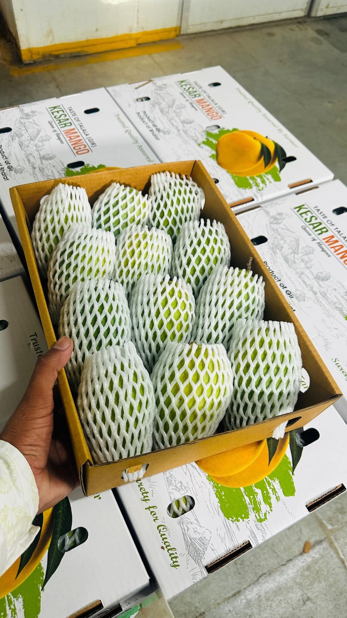 Gir Keshar Mango