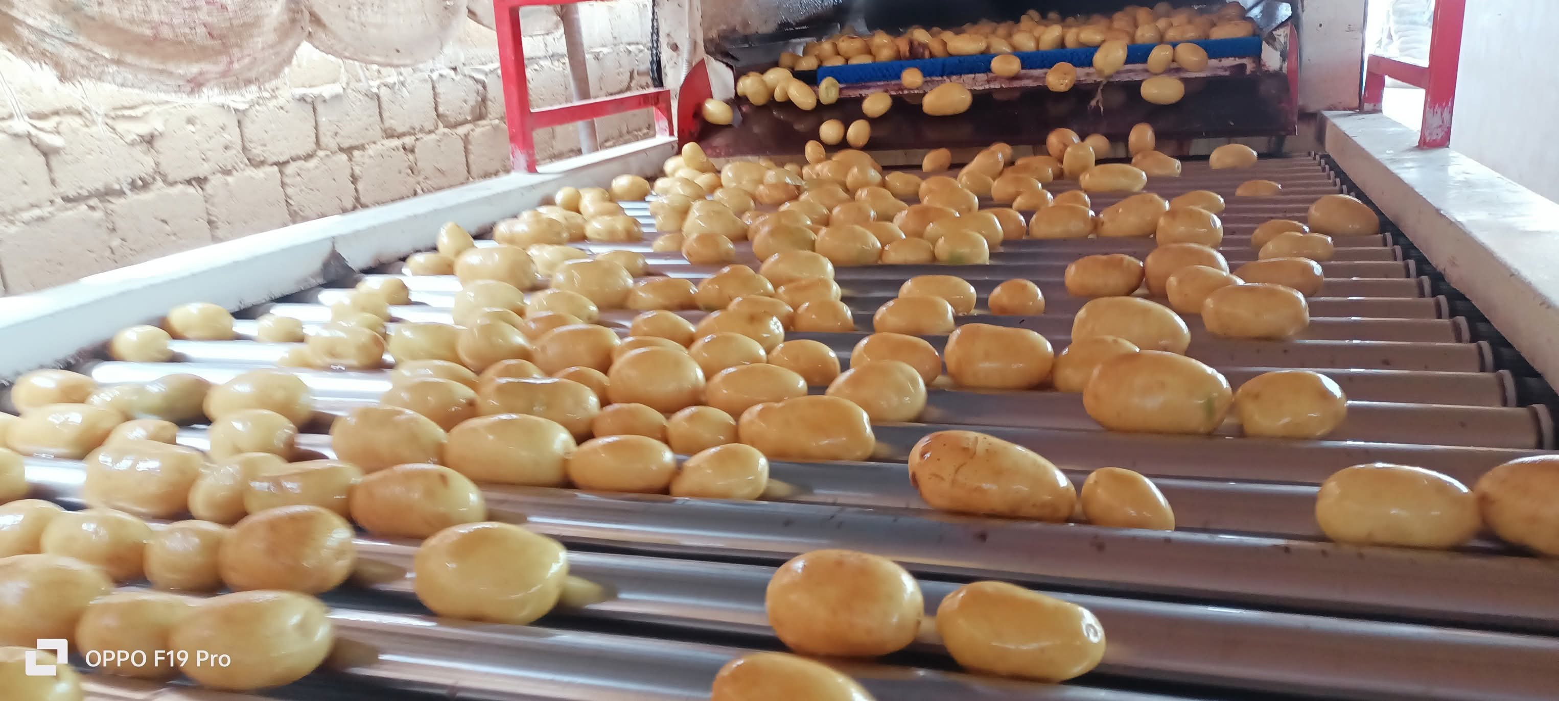 Fresh Potato gallery image 14