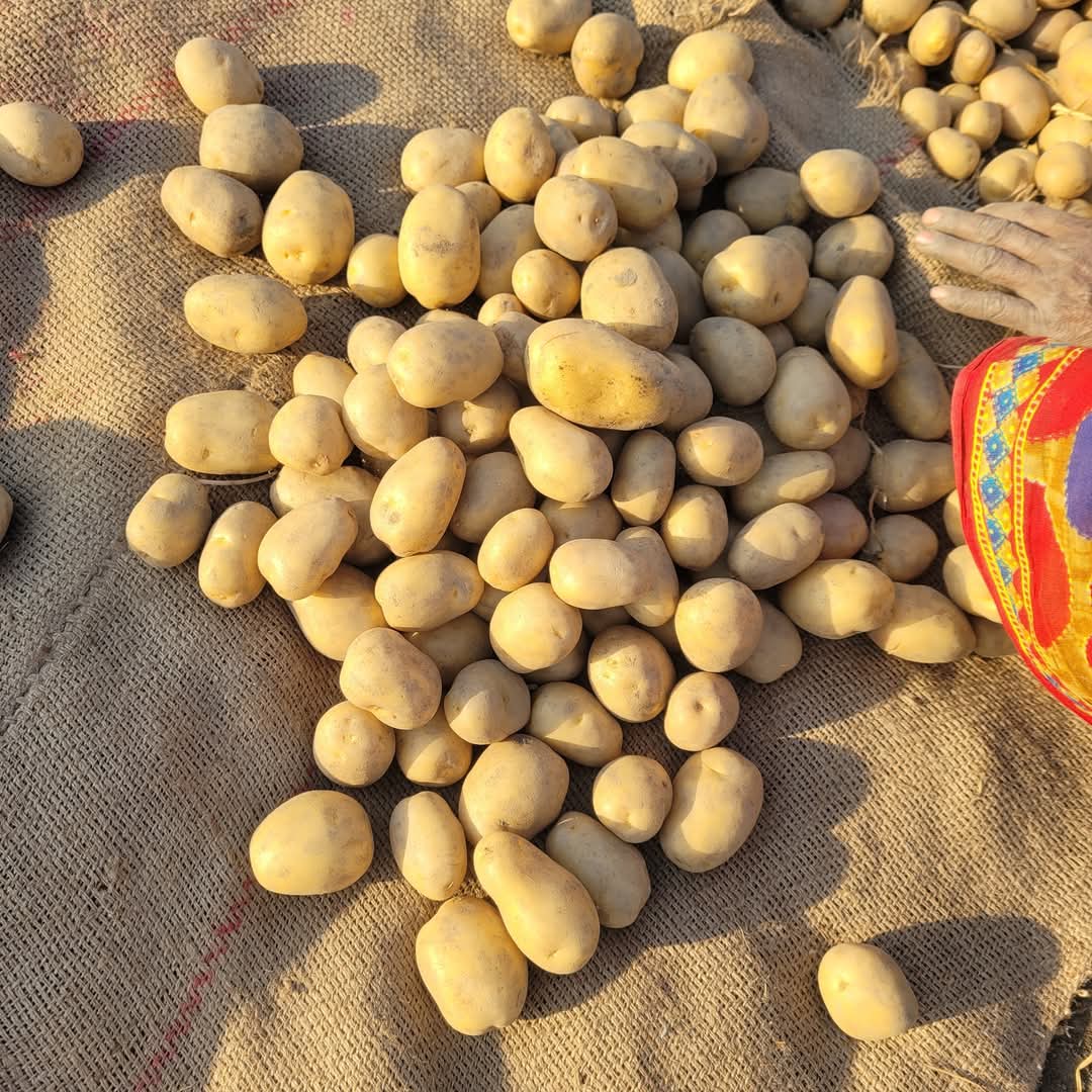 Fresh Potato gallery image 38