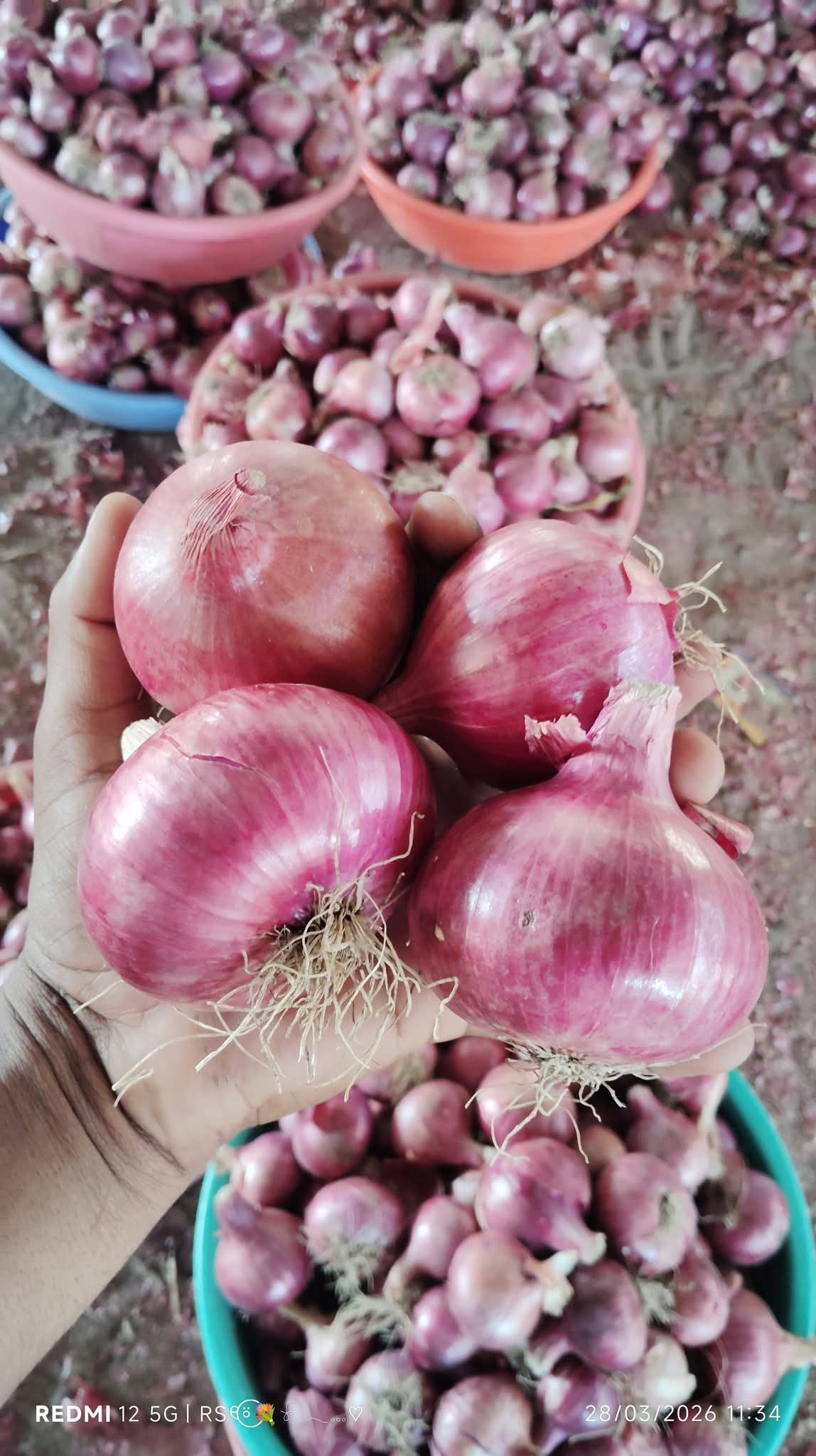 Fresh Red Onion gallery image 7