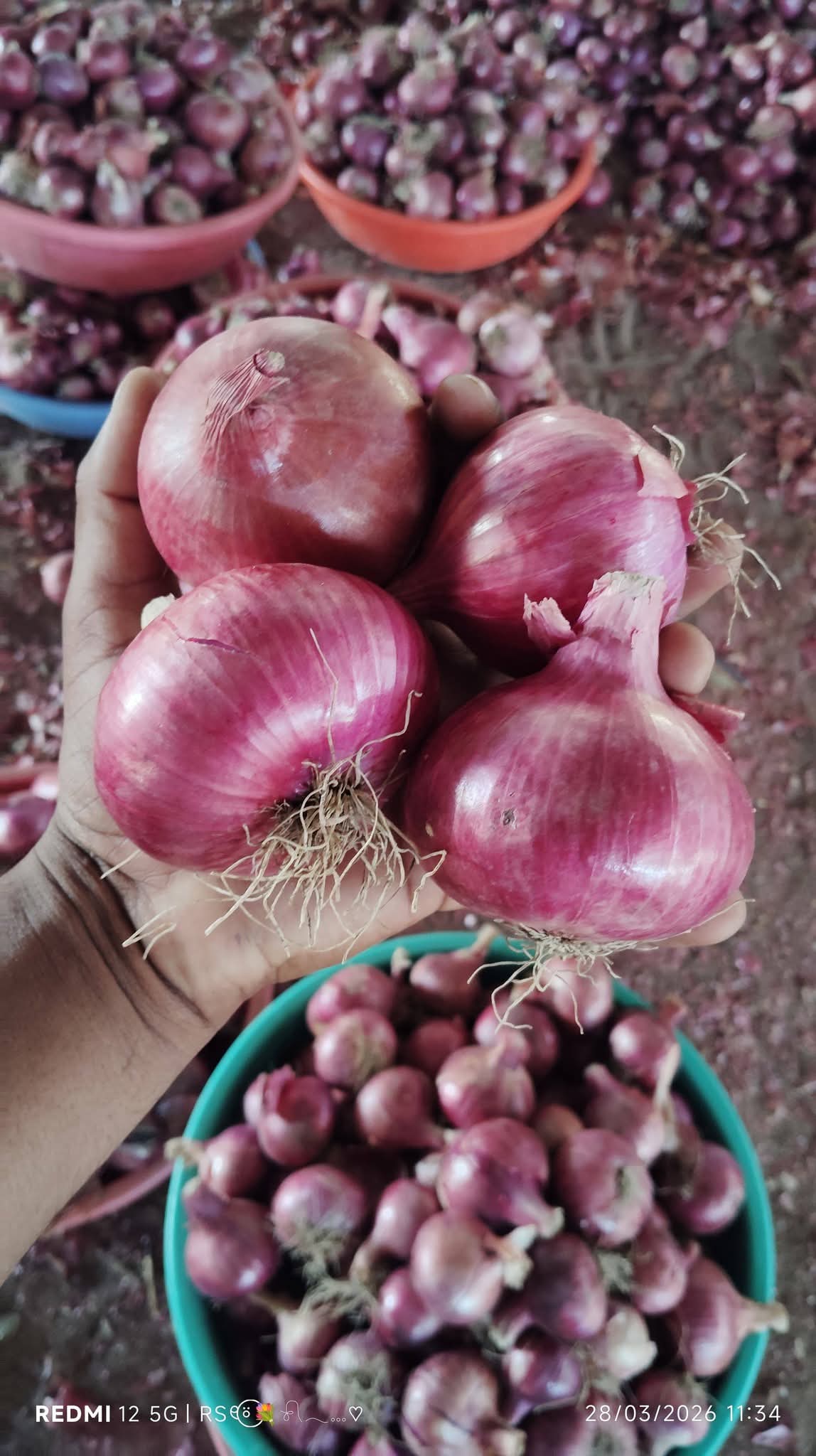 Fresh Red Onion gallery image 21