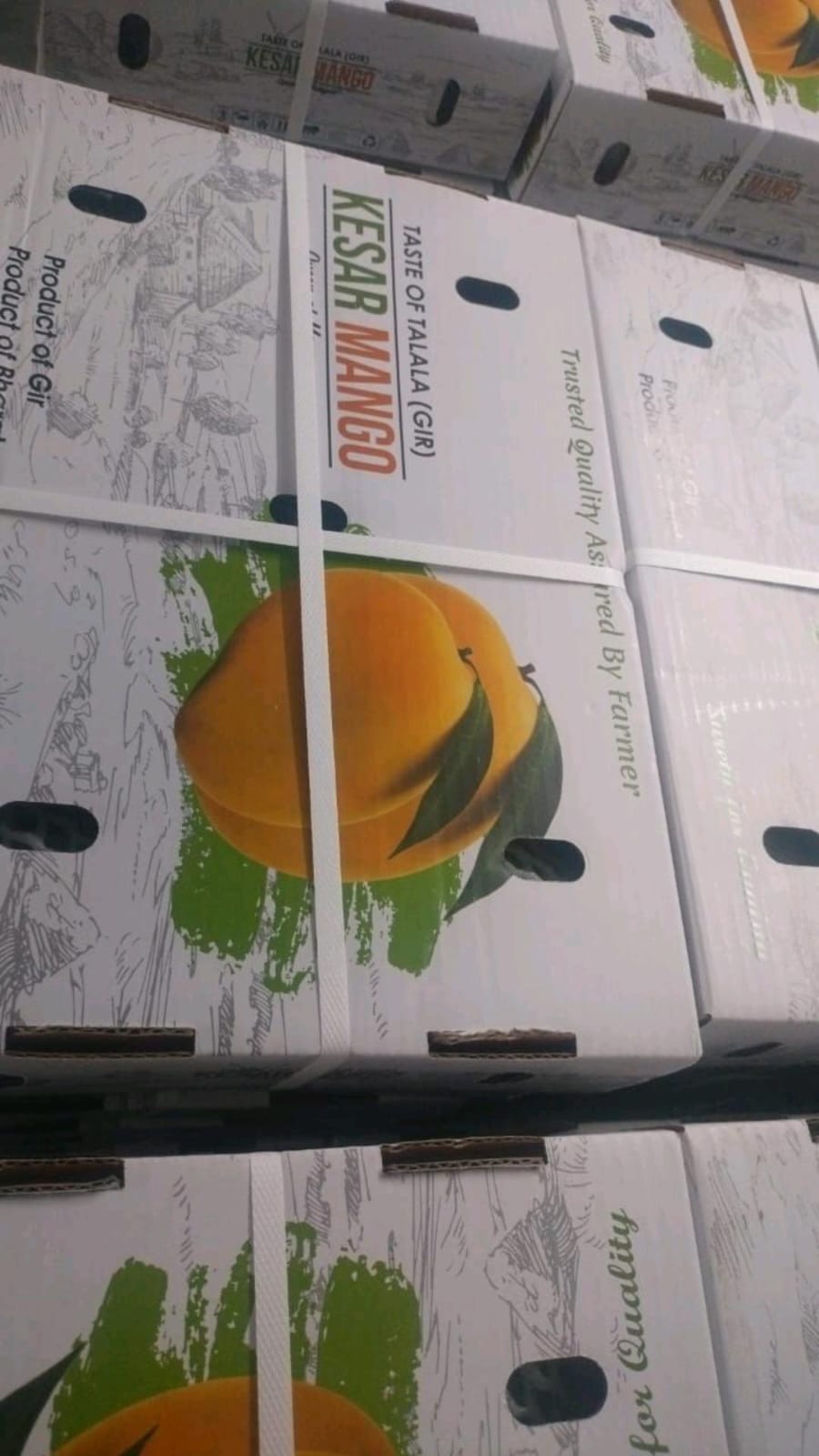 Gir Keshar Mango gallery image 18