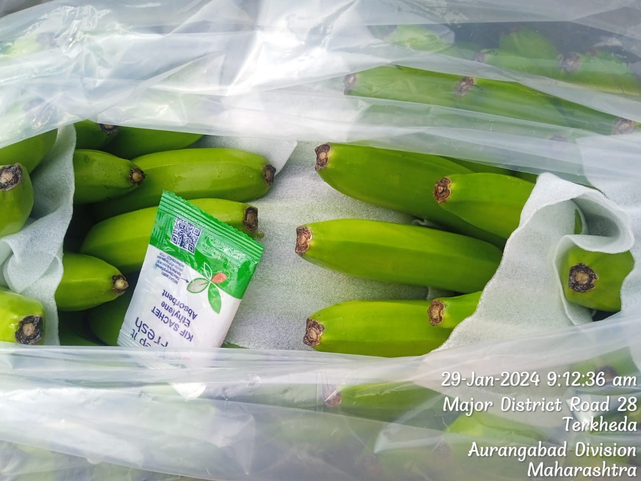 Fresh Banana G9 Cavendish gallery image 5