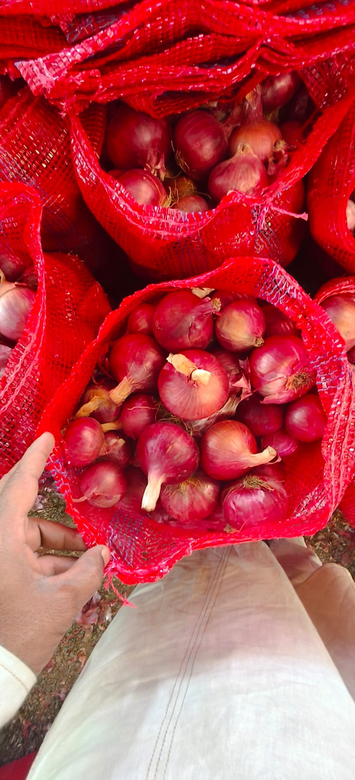 Fresh Red Onion gallery image 14
