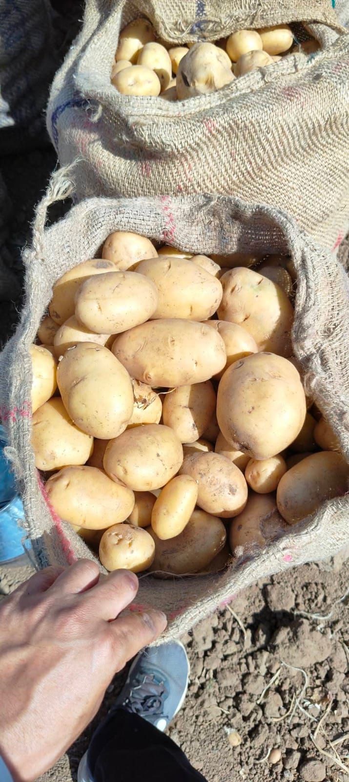 Fresh Potato gallery image 16