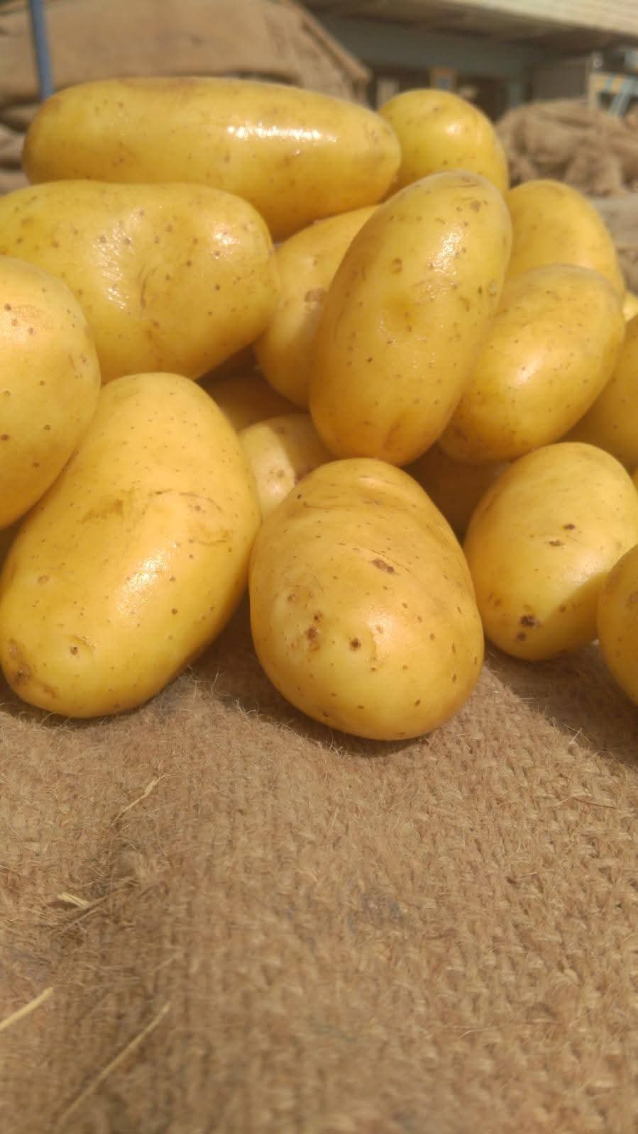 Fresh Potato gallery image 52