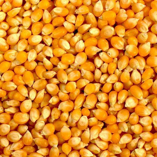 Maize