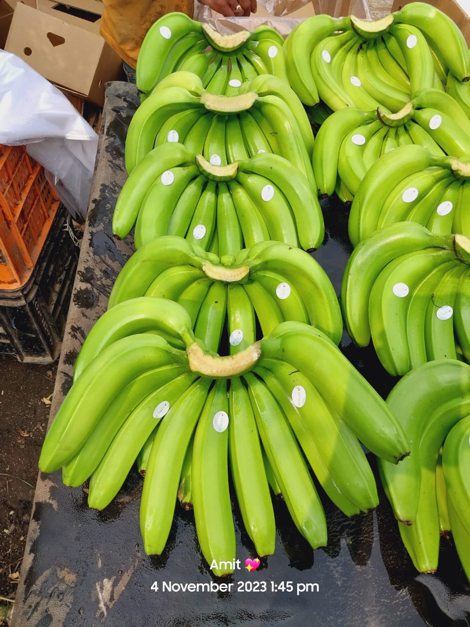 Fresh Banana G9 Cavendish gallery image 29