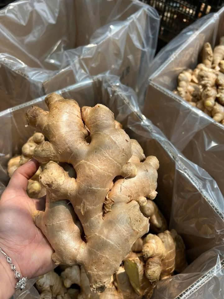 Fresh Ginger gallery image 5