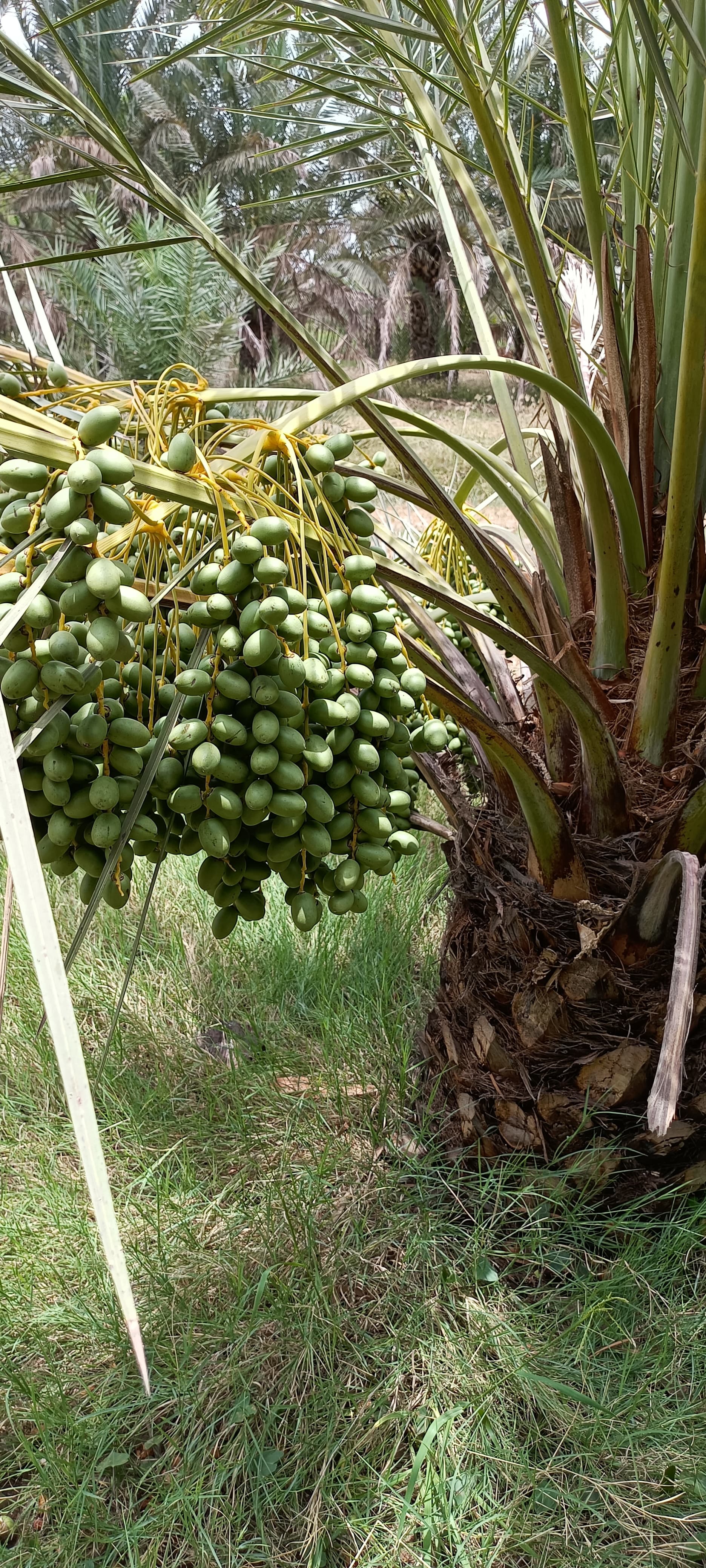 Fresh Kutch Dates gallery image 4