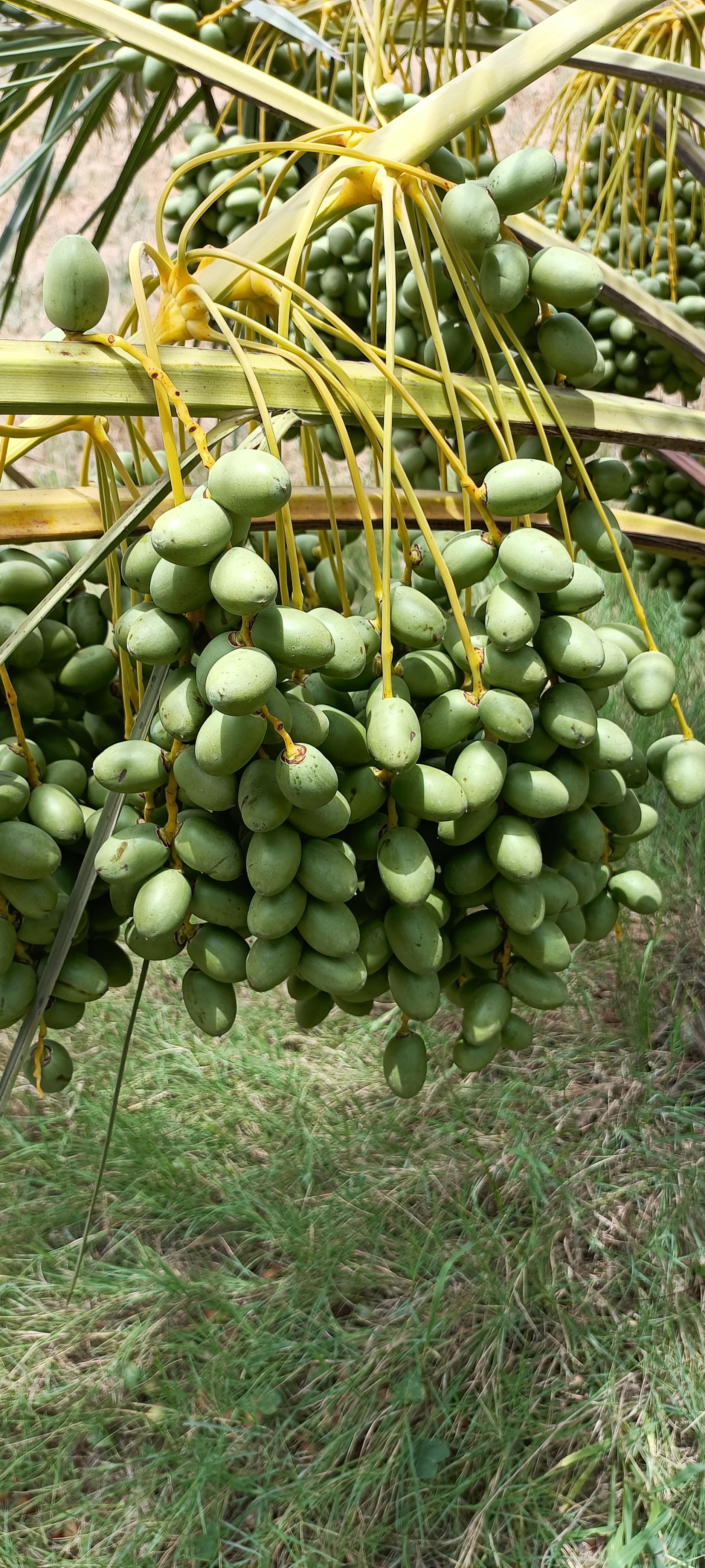Fresh Kutch Dates gallery image 15